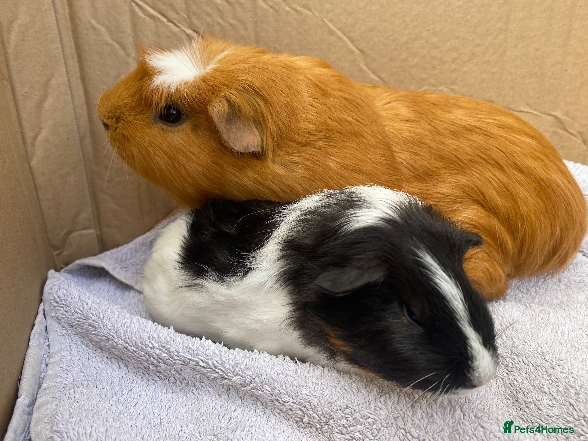 Guinea Pig rodents 2x young male Guineapigs - Advert 2