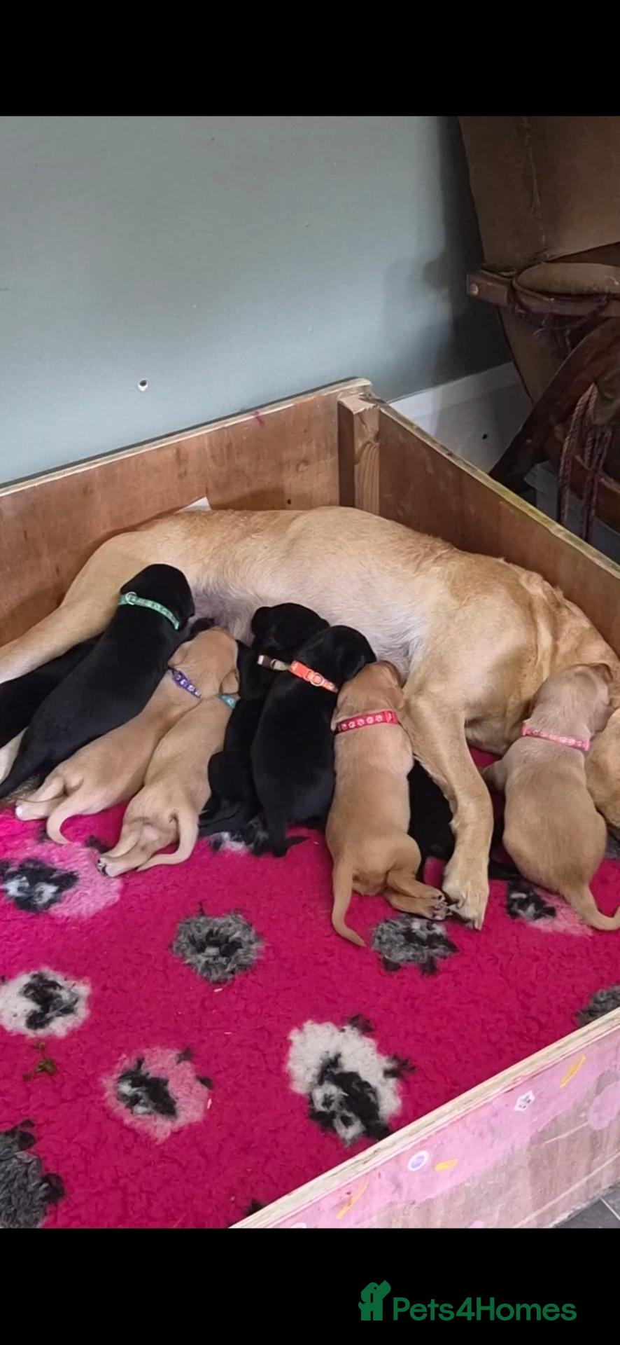 Labrador Retriever dogs Labrador Puppies  - Advert 1