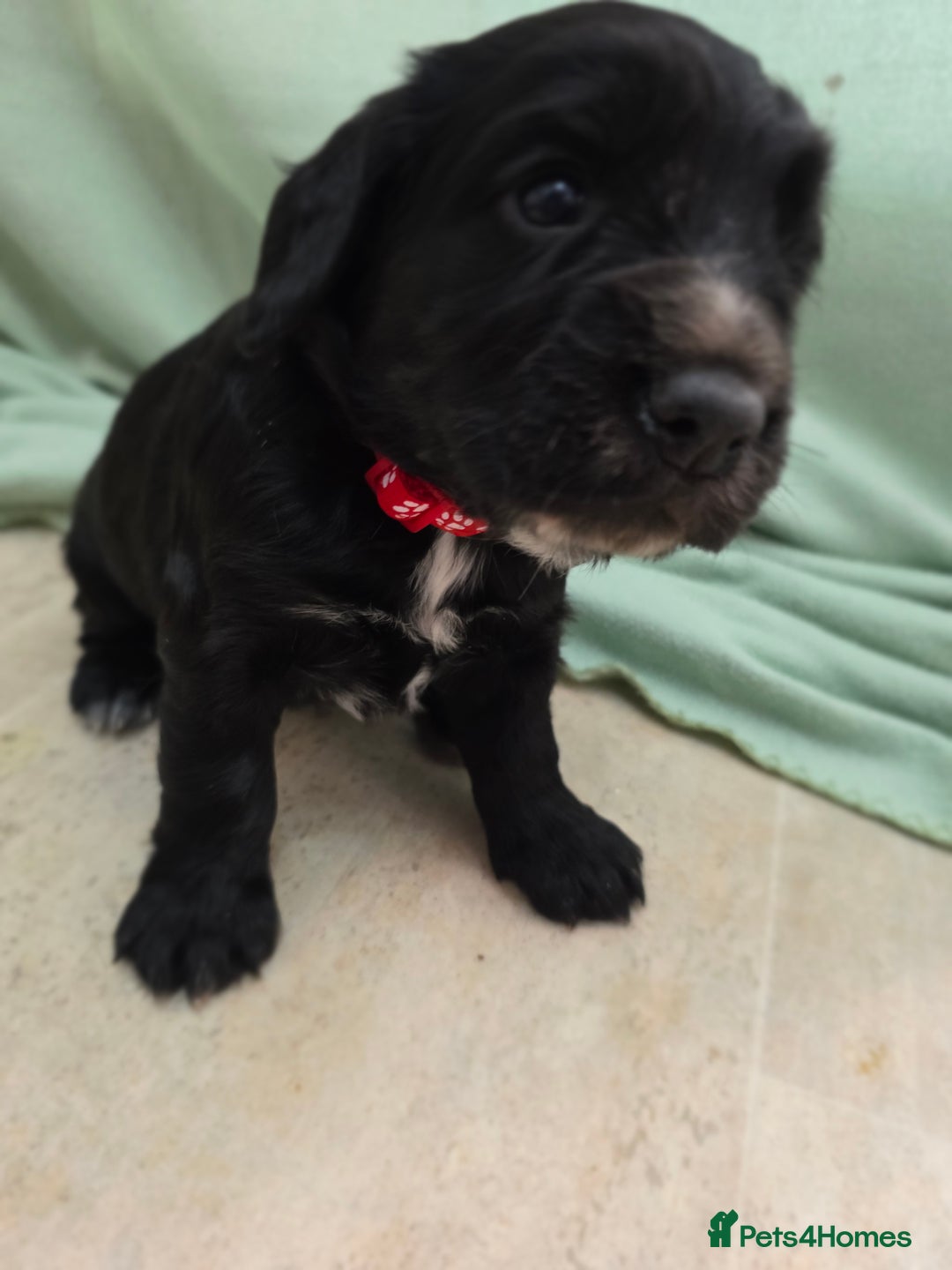 Cocker Spaniel dogs for sale: 1 left Working coker spaniel  - Advert 21