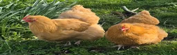 Chickens poultry for sale: 6 Buff Orpington Hens  in Doncaster - Advert 9