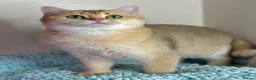 British Shorthair cats for sale: TICA pedigree pure breed golden kittens - Advert 5