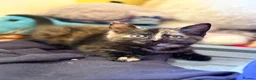 Mixed Breed cats for sale: READY 1ST JUNE - Kittens need a forever home in Chatham - Advert 4