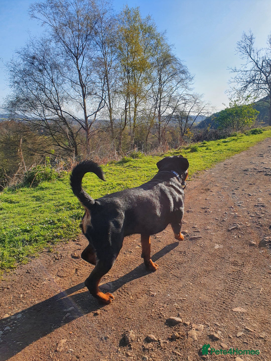 Rottweiler dogs for stud: Dexter  in Guisborough - Advert 7