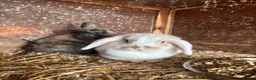 Mini Lop rabbits for sale: Mini lop for sale and pet carrier (little bag food - Advert 8