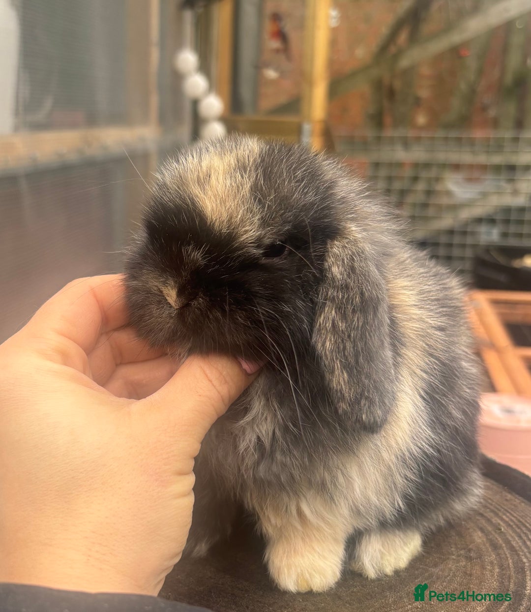 Mini Lop rabbits for sale: PURE BRED mini lops  - Advert 8
