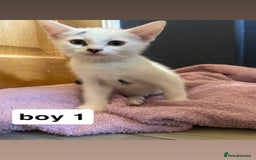 British Shorthair cats for sale: 6 kittens for sale  - Image 10