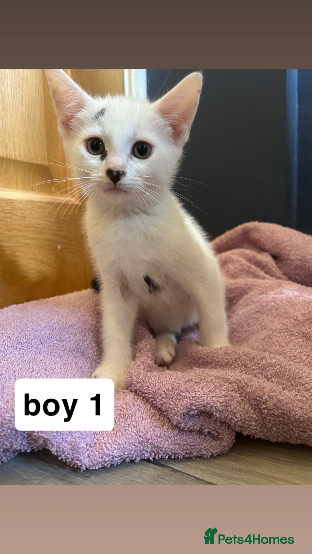 British Shorthair cats for sale: 6 kittens for sale  - Image 10