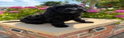 Labradoodle dogs for sale: Gorgeous Australian Labradoodle Pups  - Advert 3