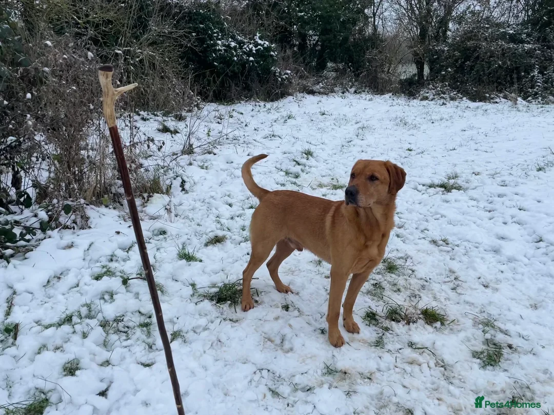 Labrador Retriever dogs for stud: Fully health tested Fox Red Labrador For Stud in Tewkesbury - Advert 2