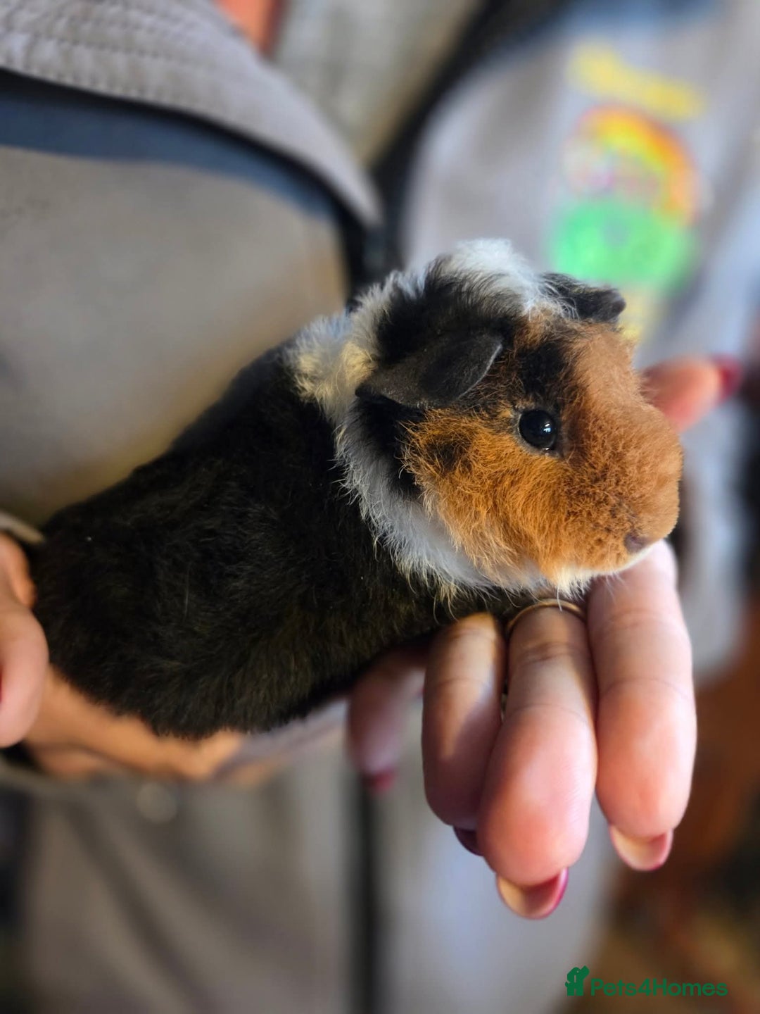 Guinea Pig rodents for sale: Baby guinea pigs - Image 9