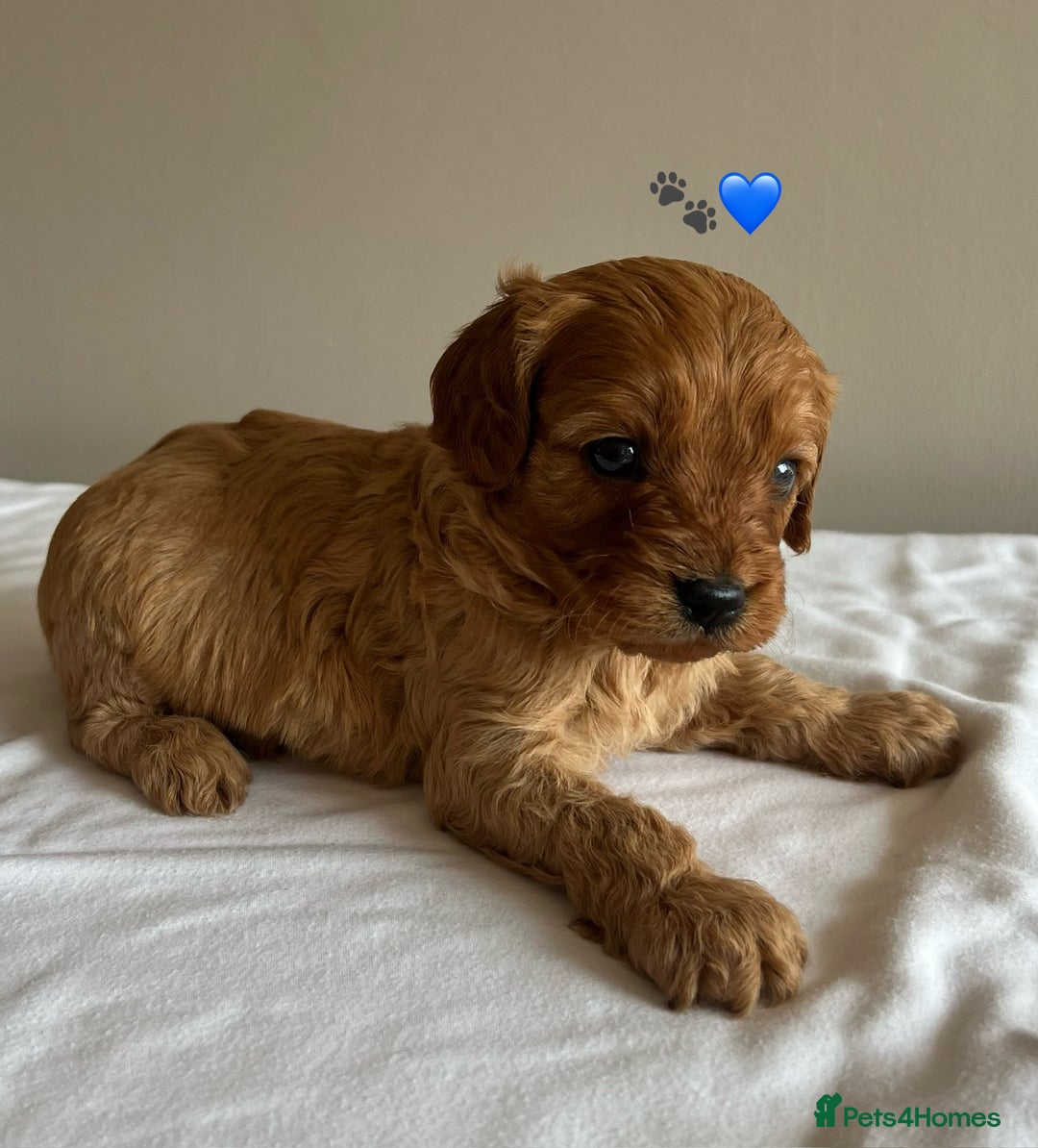 Cavapoo dogs for sale: Fully health tested Cavapoo 🐾🐶 - Image 3