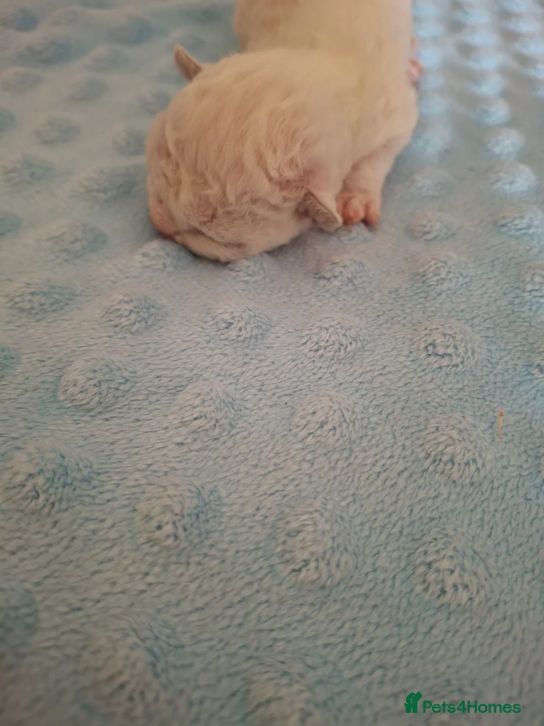 Devon Rex cats for sale: Gorgeous girls Devon FIFE registered - Advert 14