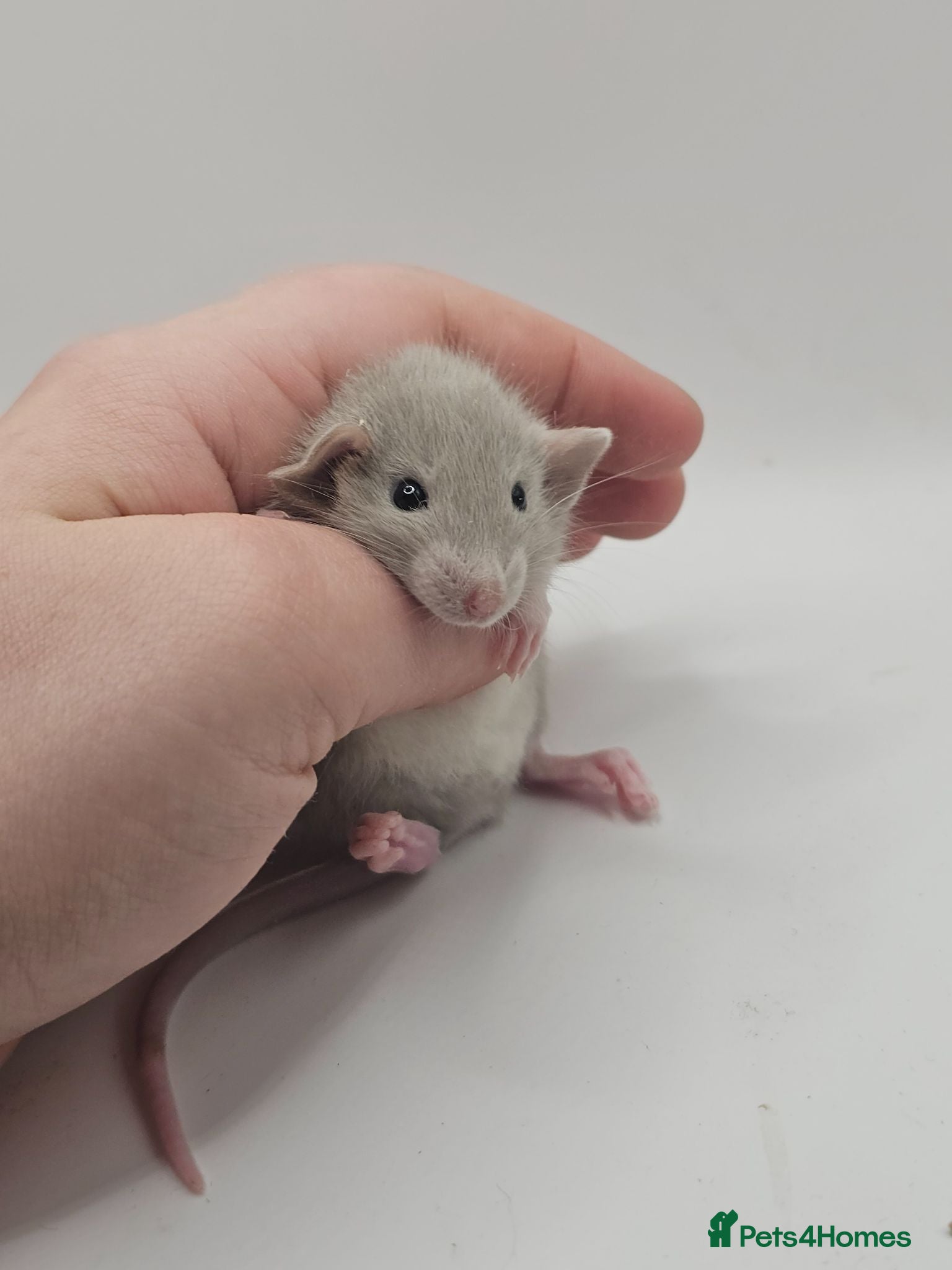 Rat rodents Baby Dumbo Rats ~ Double Rex, Rex & Smooth - Advert 21