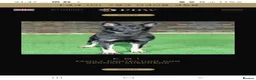 German Shepherd dogs for sale: Elite DDR German Shepherd - World-Class Pedigree  - Advert 12