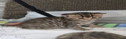 Mixed Breed cats for sale: British Shorthair mix kittens  - Advert 33