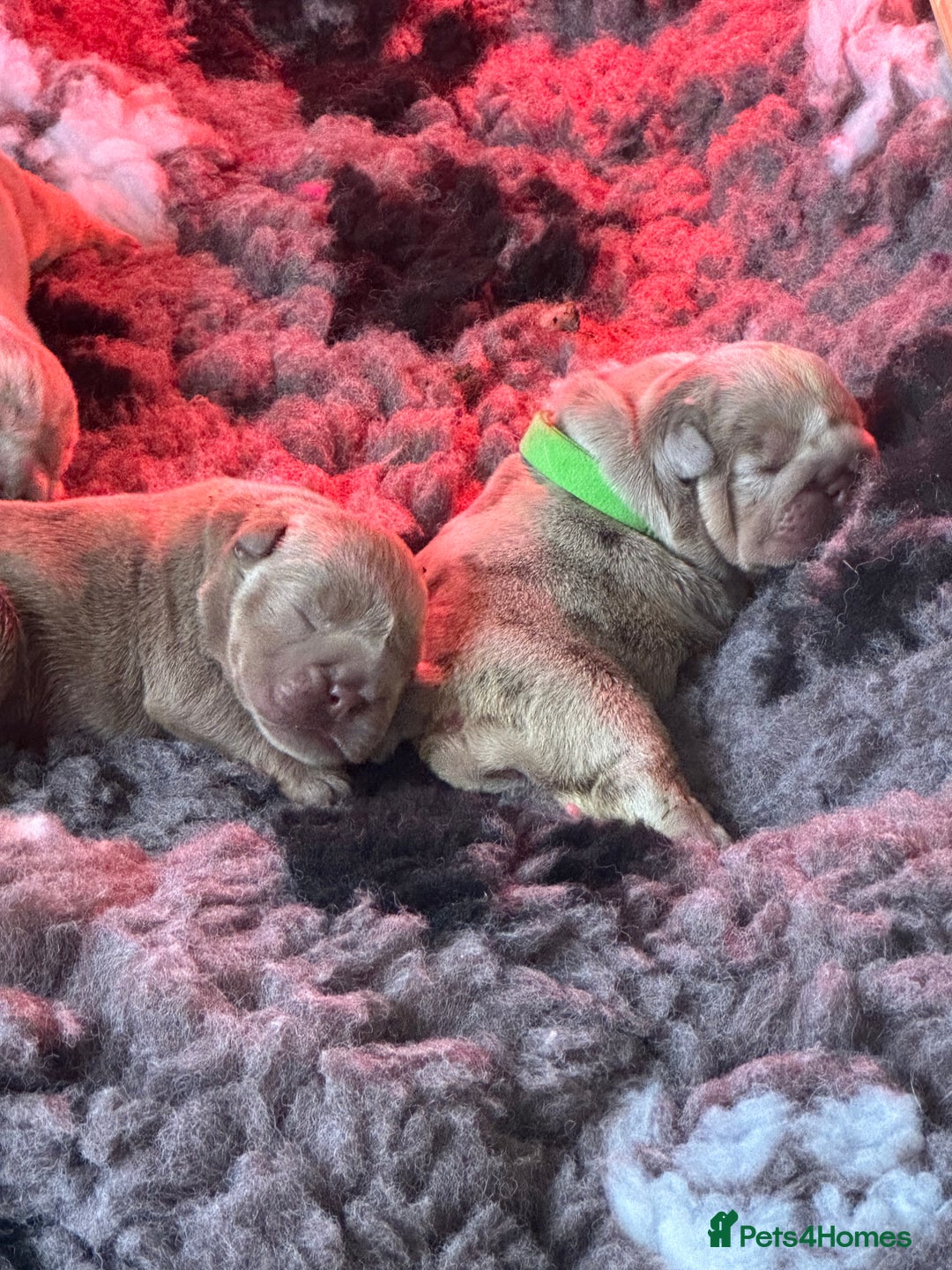 English Bulldog dogs for sale: English bulldog puppies - Image 9