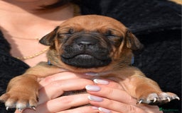 Belgian Shepherd Dog dogs for sale: Bullherders top working lines  - Image 13