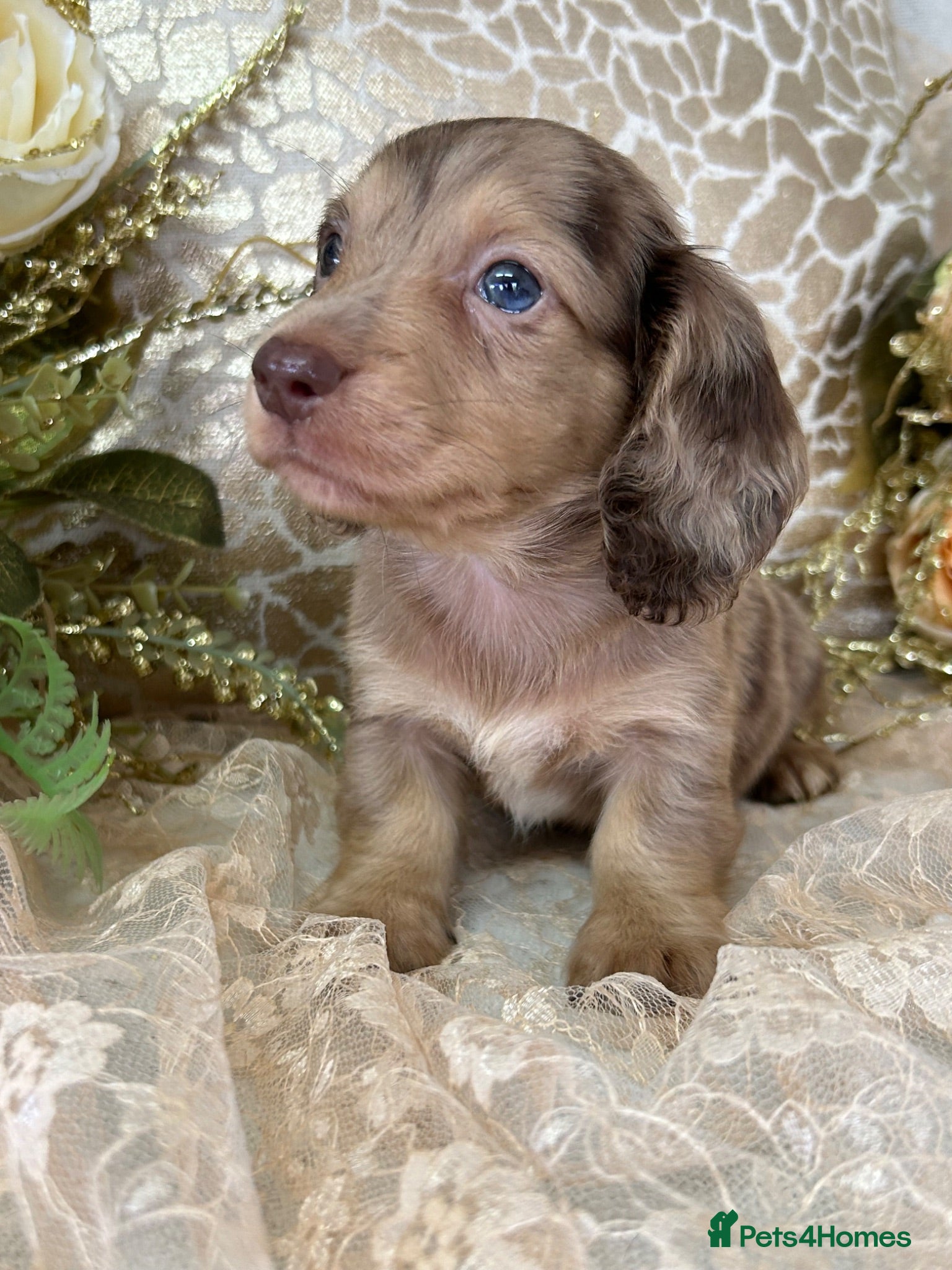 Miniature Dachshund dogs KC Long Coat Miniature Dachshund Puppies - Advert 2