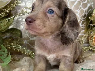 Miniature Dachshund dogs KC Long Coat Miniature Dachshund Puppies - Advert 2