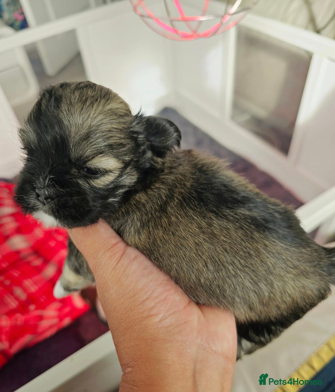 Lhasa Apso dogs for sale: Beauitiful Pure Breed Lhasa Apso - Image 6