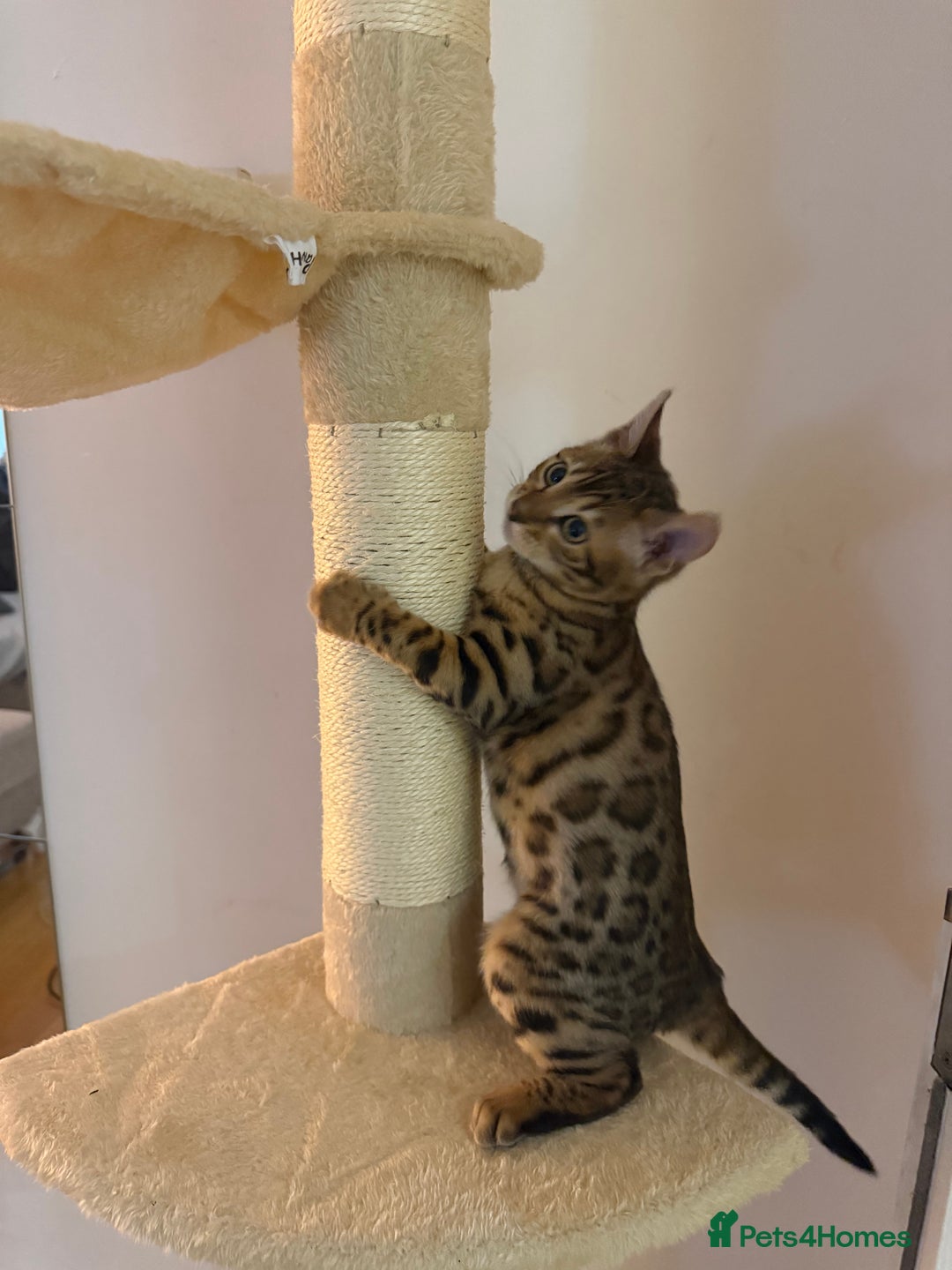 Bengal cats for sale: TICA Female Brown Golden Bengal - Advert 2