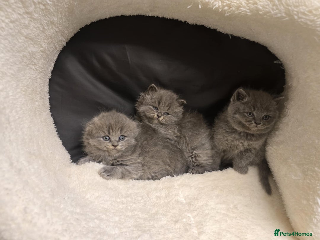 British Shorthair cats for sale: British shorthair  - Image 8