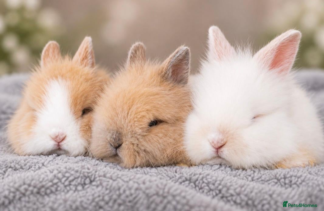 Lionhead rabbits Lionhead bunnys for sale - Advert 5