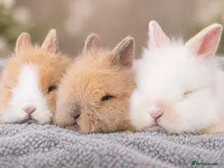 Lionhead rabbits Lionhead bunnys for sale - Advert 5
