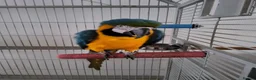 Macaws birds for sale: Blue and gold macaw in Northampton - Advert 1
