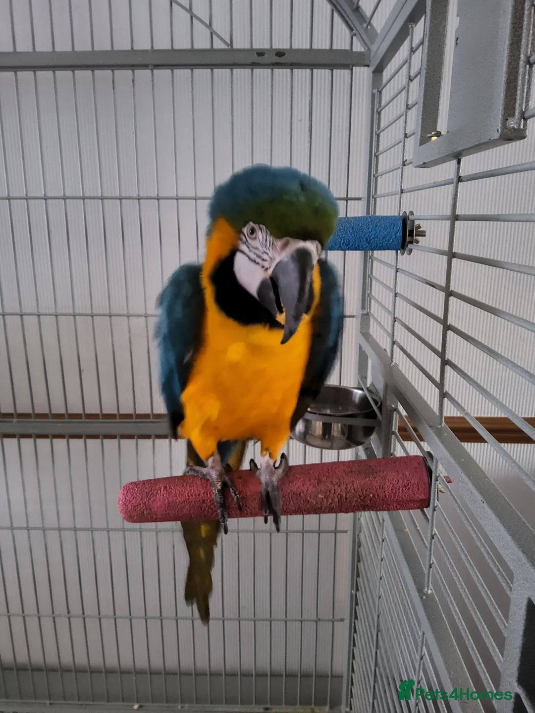 Macaws birds for sale: Blue and gold macaw in Northampton - Advert 1