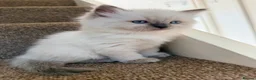 Ragdoll cats for sale: Ragdoll  in Peterborough - Advert 12