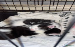 Domestic Shorthair cats for sale: 2 female kittens  - Image 10