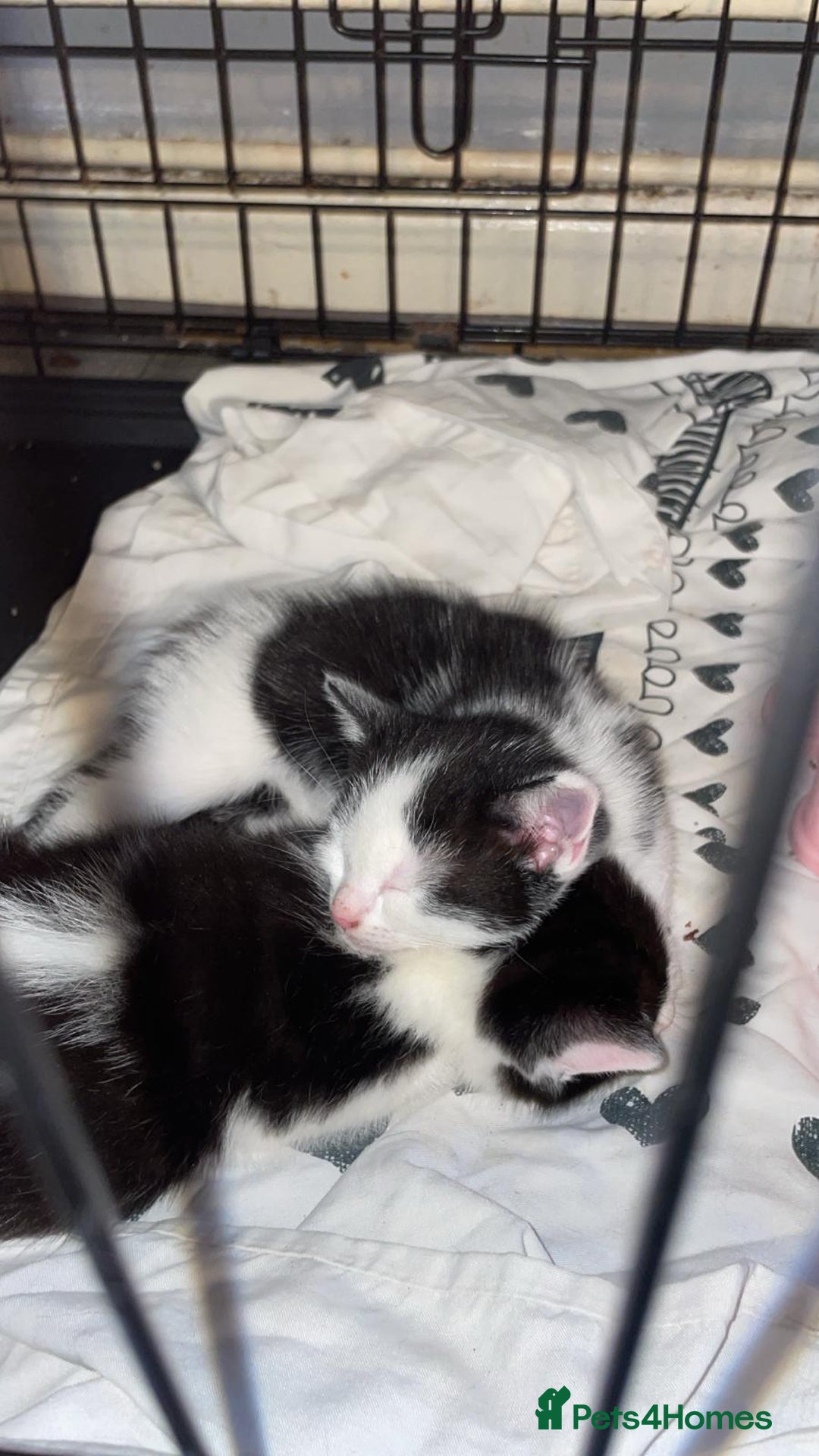 Domestic Shorthair cats for sale: 2 female kittens  - Image 10