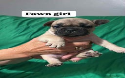 French Bulldog dogs for sale: 6 French bulldog pups  - Image 1