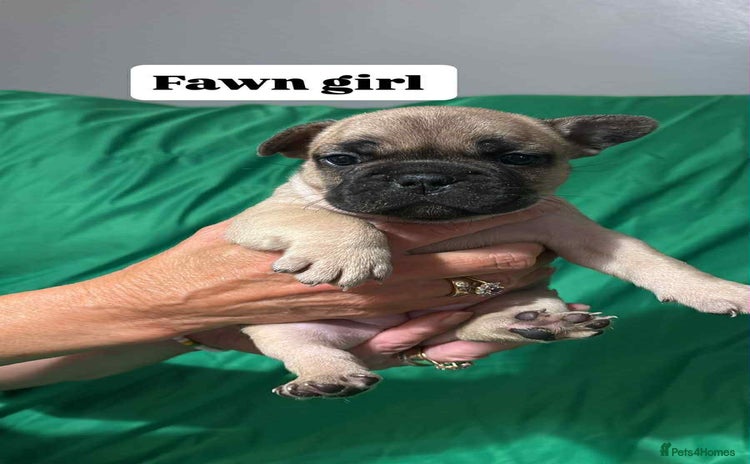 French Bulldog dogs for sale - Advert 1