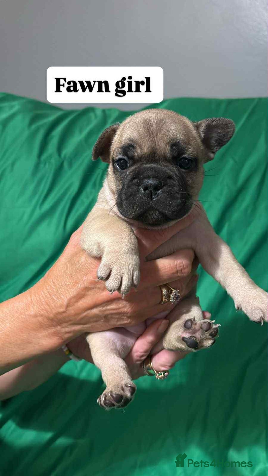 French Bulldog dogs for sale: 6 French bulldog pups  - Image 1