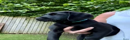 Labrador Retriever dogs for sale: KC FTCh Black Lab Boys - Elite Quality, Ready Now - Advert 11