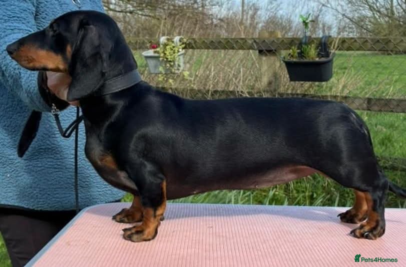 Dachshund dogs KC REGISTERED 7 MONTH OLD STANDARD GIRL - Advert 8