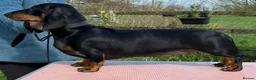Dachshund dogs for sale: KC REGISTERED 7 MONTH OLD STANDARD GIRL - Advert 1