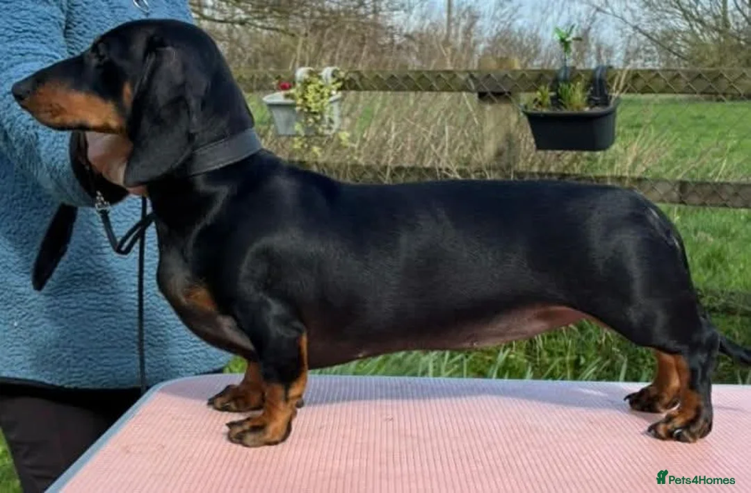 Dachshund dogs for sale: KC REGISTERED 7 MONTH OLD STANDARD GIRL - Advert 1