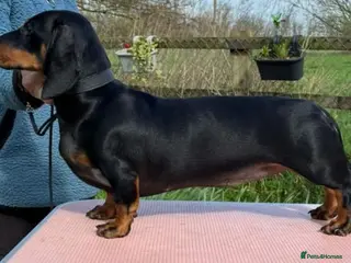 Dachshund dogs KC REGISTERED 7 MONTH OLD STANDARD GIRL - Advert 8