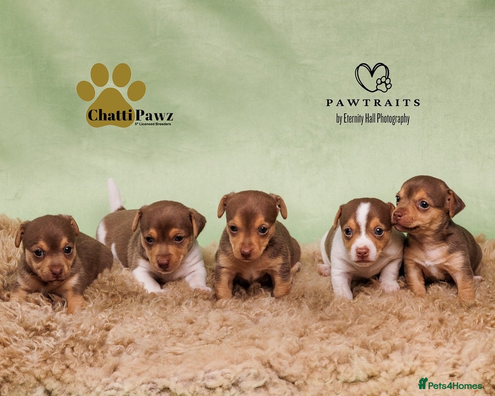 Jack Russell dogs Mini Jack Russell pups  - Advert 1