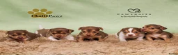 Jack Russell dogs for sale: Mini Jack Russell pups  in Chatteris - Advert 10