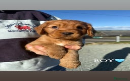 Cocker Spaniel dogs for sale: ✨ KC Registered Working Cocker Spaniel Puppies ✨ - Image 2
