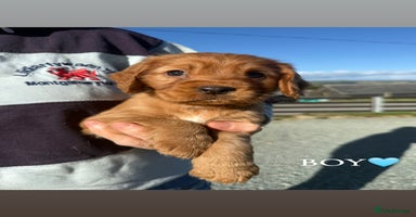 Cocker Spaniel dogs - Advert 10