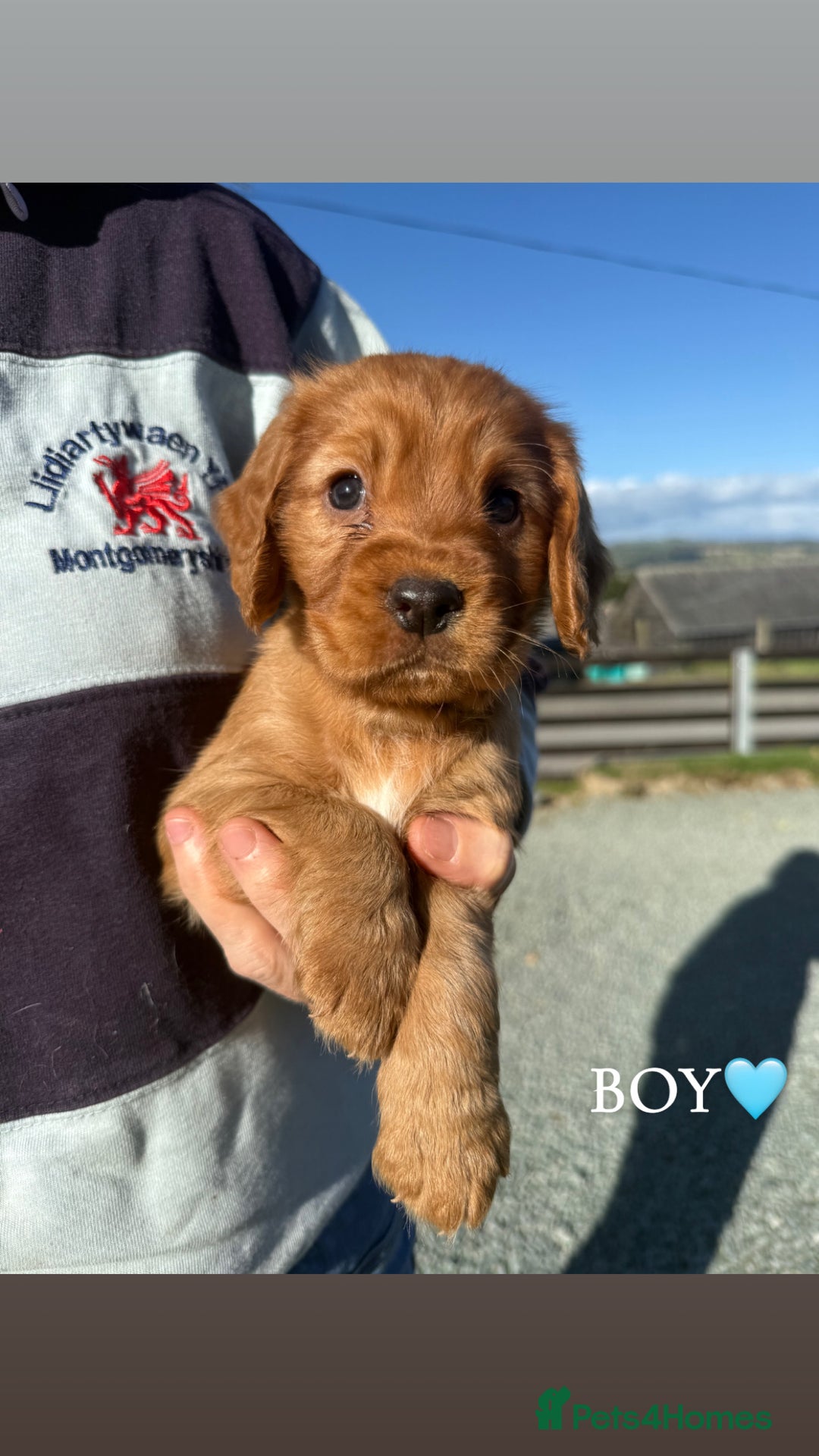 Cocker Spaniel dogs for sale: ✨ KC Registered Working Cocker Spaniel Puppies ✨ - Image 2