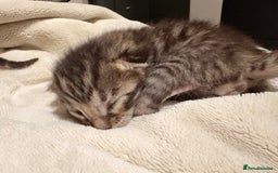 Bengal cats for sale: 5 bengal kittens  - Image 9