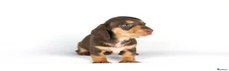 Miniature Dachshund dogs for sale: Miniature dachshund beautiful litter - Advert 34