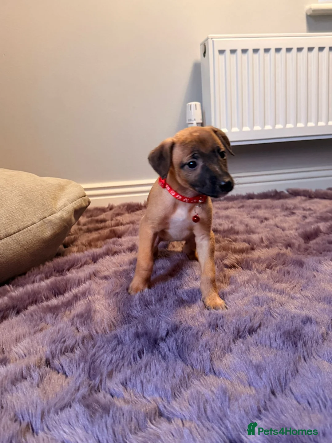 Mixed Breed dogs for sale: All Girls Greyhound/Whippet/Lurcher Cross Puppies! - Advert 4