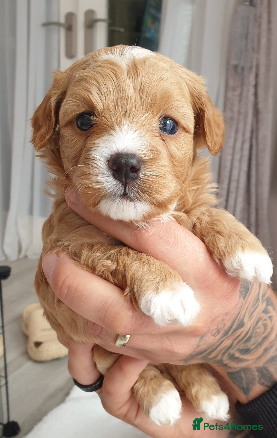 Maltipoo dogs for sale: 6 Pedigree Club registered Maltipoo puppies - Image 17